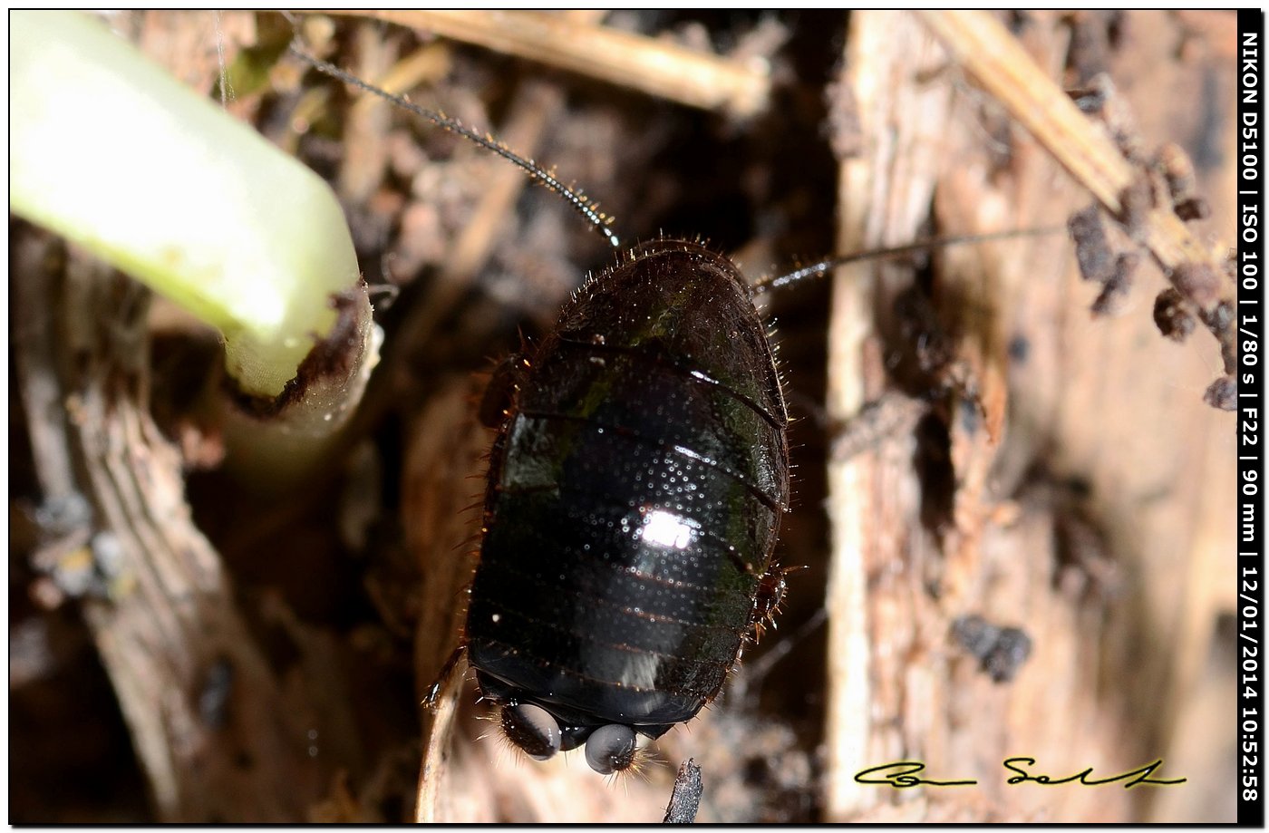 Loboptera decipiens (Germar, 1817)